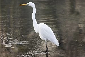 Images Dated 24th January 2006: Great Egret. Alsace - France