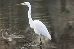 Great Egret. Alsace - France