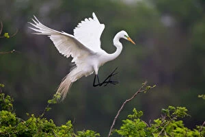 Ardea Gallery: Great Egret (Ardea alba) breeding activity