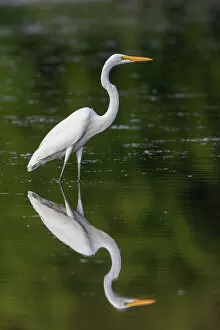 Egret Collection: Great Egret (Ardea alba) fishing in wetland Marion County, Illinois. Date: 12-08-2020