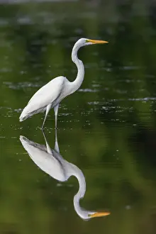 Alba Prints: Great Egret (Ardea alba) fishing in wetland Marion County, Illinois. Date: 12-08-2020