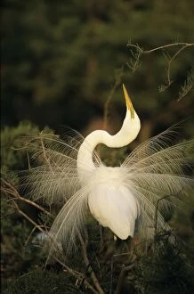 Great Egret - in breeding plumage with long plumes trailing from back extending beyond tail, in display