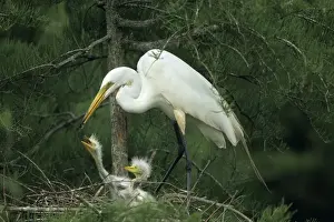 Great Egret (Casmerodius albus) - Feeding young on nest - Louisiana - Distinguished from most other white herons by large size ( L39 W51') - Common in marshes-mangroves swamps-mud flats - Partial to open habitats for feeding - stalks prey