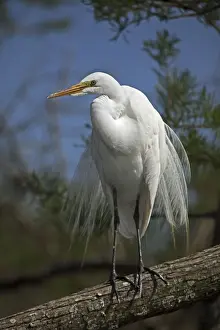 Great Egret (Casmerodius albus) - Perched on branch - Louisiana - Distinguished from most other white herons by large size ( L39 W51') - Common in marshes-mangroves swamps-mud flats - Partial to open habitats for feeding - stalks prey