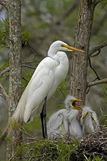 Great Egret (Casmerodius albus) - With young on nest - Louisiana - USA - Distinguished from most other white herons by large size ( L39 W51')