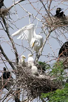 Great Egret with chicks. Keoladeo Ghana N. P. Bharatpur, Rajasthan India