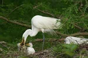 Great Egret / Common Egret - adult feeding youg crayfish or crawfish at nest