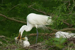 Images Dated 3rd May 2005: Great Egret / Common Egret - adult feeding youg crayfish or crawfish at nest. Southern U.S