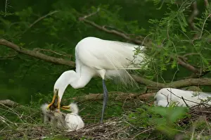 Nurture Prints: Great Egret / Common Egret - adult feeding youg crayfish or crawfish at nest