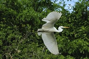Great Egret / Common Egret / Large Egret, flying