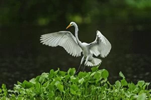 Great Egret / Common Egret / Large Egret, landing