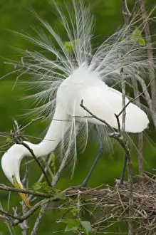 Twigs Prints: Great Egret / Common Egret - At nest. Southern U. S. May _TPL3930