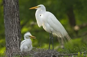 Images Dated 4th May 2005: Great Egret / Common Egret - At nest feeding young. Louisiana. USA _TPL4447