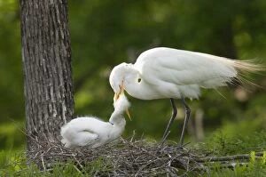 Images Dated 4th May 2005: Great Egret / Common Egret - At nest feeding young. Louisiana. USA _TPL4436