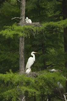 Images Dated 4th May 2005: Great Egret / Common Egret - At nest feeding young. Louisiana. USA _TPL4348