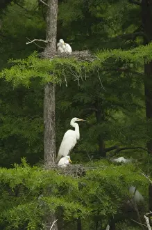 Great Egret / Common Egret - At nest feeding young. Louisiana. USA _TPL4348