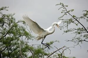 Images Dated 12th April 2012: Great Egret - Distinguished from most other white herons by