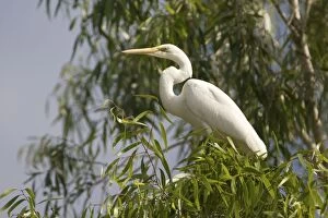 Great Egret - in a eucalypt tree along the Manning River