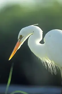 Everglades Prints: Great Egret - Everglades, Florida, USA