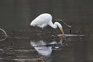 Images Dated 25th January 2006: Great Egret - feeding. Alsace - France