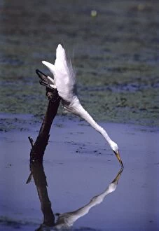 Great Egret - fishing