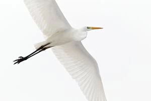 Albus Gallery: Great Egret - in flight