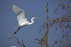 Albus Gallery: Great Egret - In flight