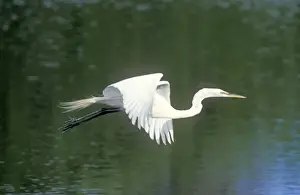 Great Egret In flight