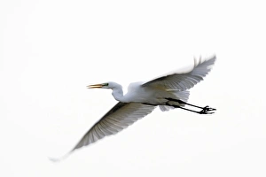 Images Dated 25th January 2006: Great Egret - in flight. Alsace - France