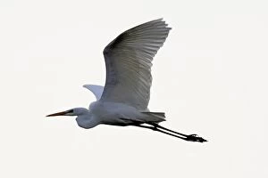 Images Dated 25th January 2006: Great Egret - in flight. Alsace - France