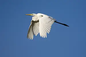 Great Egret in flight Inhabits wetlands and marine mudflats throughout much of Australia except for the most arid regions. Flying from an ephemeral wetland near Mt Barnett, Gibb River Road, Kimberley, Western Australia