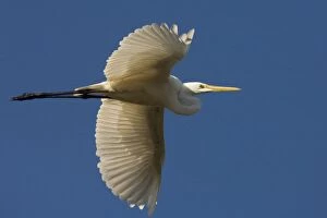Egret Collection: Great Egret in flight Mt Barnett water treatment plant, Gibb River Road, Kimberley