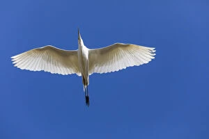Storks Gallery: Great Egret - in flight, North Hessen, Germany Date: 11-Feb-19