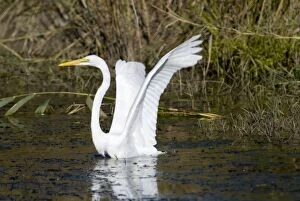 Great Egret / Great White Egret fishing