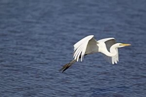 Images Dated 26th September 2010: Great Egret / Great White Egret - in flight across