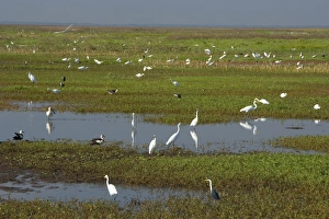 Images Dated 16th August 2008: Great Egret - hugh mass of different species of egret and ibis as well as Magpie Geese search for