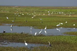 Wading Prints: Great Egret - hugh mass of different species of egret