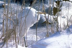 Images Dated 23rd February 2011: Great Egret - amongst icy reeds