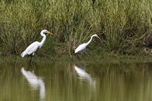 Intermediate Egret
