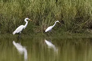 Great Egret and Intermediate Egret (Egretta intermedia) size comparison When seen alone these 2 species can sometimes be confusing. The rule of thumb is that the Intermediate Egret has a neck the same length as the body