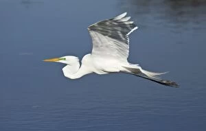 Great Egret / Large Egret / Great White Heron in
