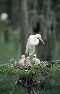 Great Egret - At nest with 3 chicks