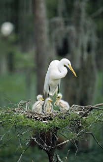 Images Dated 10th March 2005: Great Egret - At nest with 3 chicks Louisiana, USA