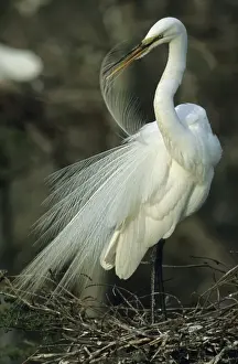 Great Egret - Preening feathers on nest - Louisiana - Distinguished from most other white herons by large size ( L39 W51') - Common in marshes-mangroves swamps-mud flats - Partial to open habitats for feeding - stalks prey slowly