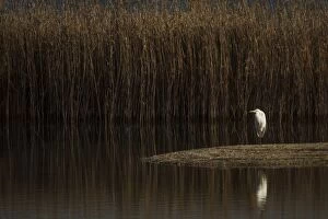 Great Egret resting on marsh Galicia Spain