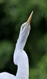 Great Egret - showing forward-facing eyes