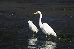 Images Dated 6th December 2010: Great Egret with snowy egret (Egretta thula) in background