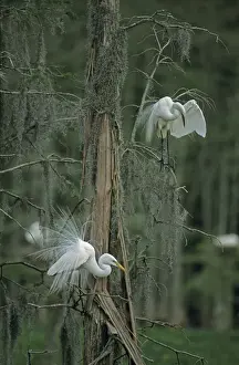 Great Egret - In tree. Louisiana, USA - Distinguished from most other white herons by large size ( L39 W51') - Common in marshes-mangroves swamps-mud flats - Partial to open habitats for feeding - stalks prey slowly