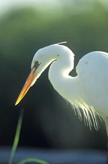 Great EGRET - side view of head