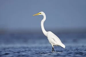 Great Egret - wading in shallow sea-water
